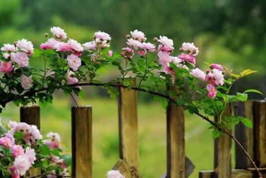 蔷薇叶子发黄原因分析和处理方法,植物之家