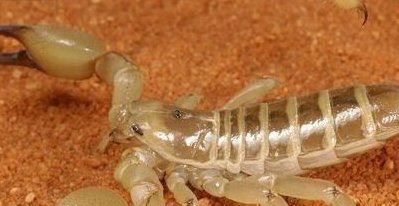 世界十大毒虫排行榜：火红蚁咬伤巴西3万人(战斗力恐怖)