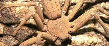 世界十大毒虫排行榜：火红蚁咬伤巴西3万人(战斗力恐怖)