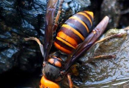 世界十大毒虫排行榜：火红蚁咬伤巴西3万人(战斗力恐怖)