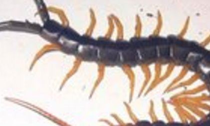 世界十大毒虫排行榜：火红蚁咬伤巴西3万人(战斗力恐怖)