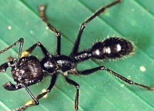 世界十大毒虫排行榜：火红蚁咬伤巴西3万人(战斗力恐怖)