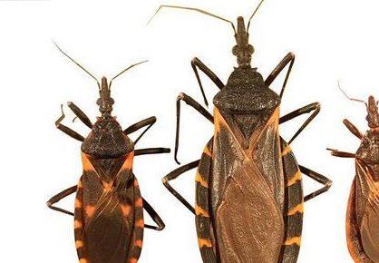 世界十大毒虫排行榜：火红蚁咬伤巴西3万人(战斗力恐怖)