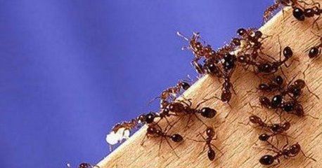 世界十大毒虫排行榜：火红蚁咬伤巴西3万人(战斗力恐怖)