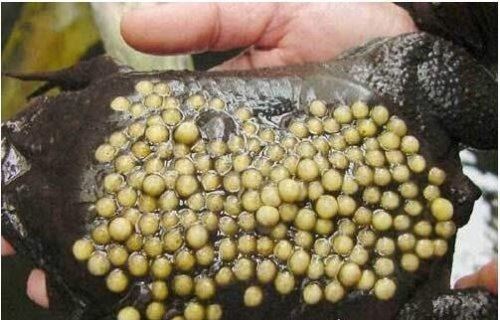 史上最恶心的图片 莲蓬乳/空手指超恶心图片合集(慎入)