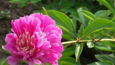 芍药花图片 芍药(花期图 果期图 欣赏图)