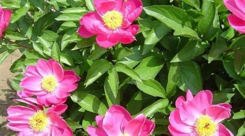 芍药花图片 芍药(花期图 果期图 欣赏图)