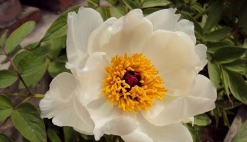 芍药花图片 芍药(花期图 果期图 欣赏图)