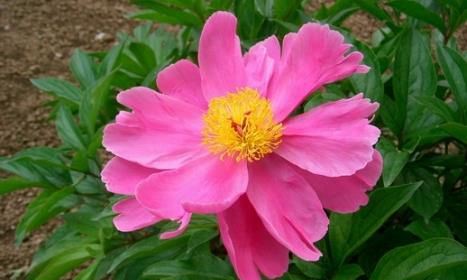 芍药花图片 芍药(花期图 果期图 欣赏图)