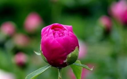 芍药花图片 芍药(花期图 果期图 欣赏图)