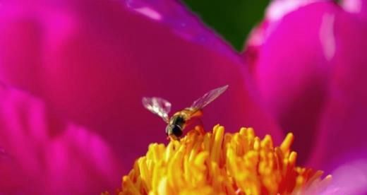 芍药花图片 芍药(花期图 果期图 欣赏图)