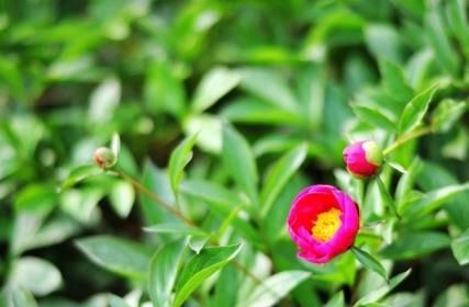 芍药花图片 芍药(花期图 果期图 欣赏图)