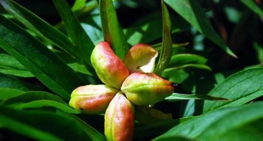 芍药花图片 芍药(花期图 果期图 欣赏图)