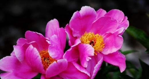 芍药花图片 芍药(花期图 果期图 欣赏图)