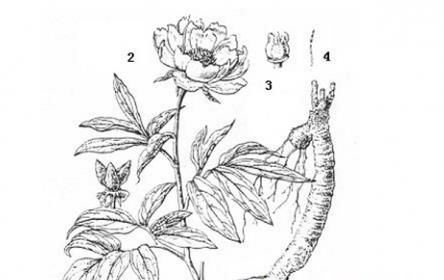 芍药花图片 芍药(花期图 果期图 欣赏图)