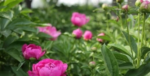 芍药花图片 芍药(花期图 果期图 欣赏图)