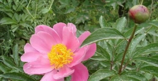 芍药花图片 芍药(花期图 果期图 欣赏图)