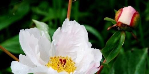 芍药花图片 芍药(花期图 果期图 欣赏图)