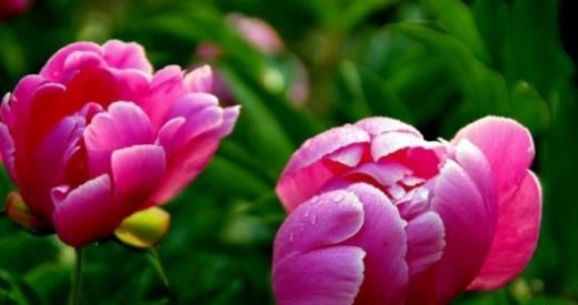 芍药花图片 芍药(花期图 果期图 欣赏图)