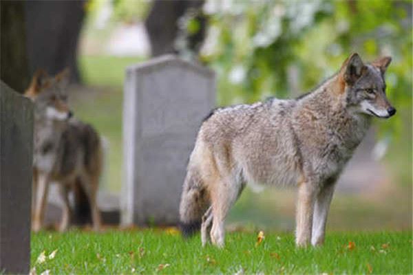 小瀑布山狼 属于灰狼的分支食物链的上层