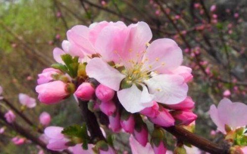 桃花什么时候开 每年3~6月份是桃花盛开的时节(养护技巧)