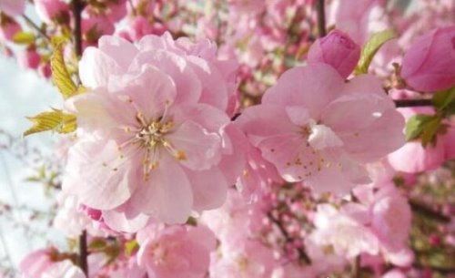 桃花什么时候开 每年3~6月份是桃花盛开的时节(养护技巧)
