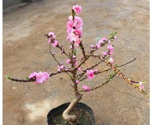 桃花什么时候开 每年3~6月份是桃花盛开的时节(养护技巧)