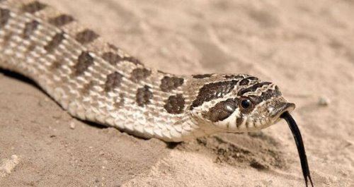 世界上最可爱的蛇 世界上最漂亮最可爱的10种蛇(无毒温顺)