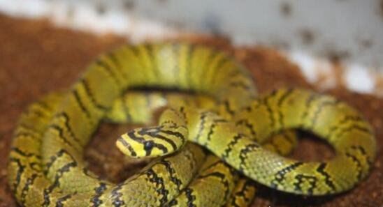 世界上最可爱的蛇 世界上最漂亮最可爱的10种蛇(无毒温顺)