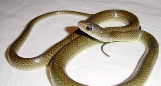 世界上最可爱的蛇 世界上最漂亮最可爱的10种蛇(无毒温顺)