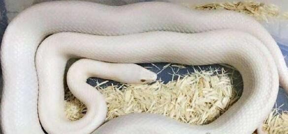 世界上最可爱的蛇 世界上最漂亮最可爱的10种蛇(无毒温顺)