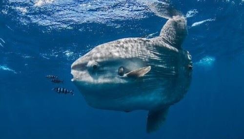 翻车鱼的死法太残忍了 内心太脆弱自己被自己吓死谣言