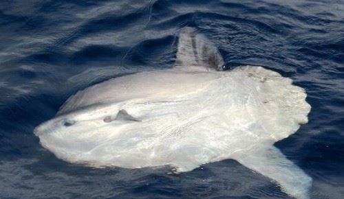 翻车鱼的死法太残忍了 内心太脆弱自己被自己吓死谣言