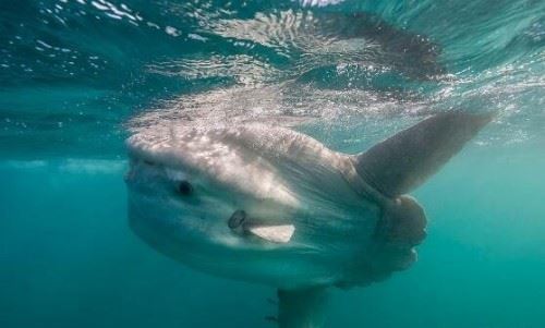 翻车鱼的死法太残忍了 内心太脆弱自己被自己吓死谣言