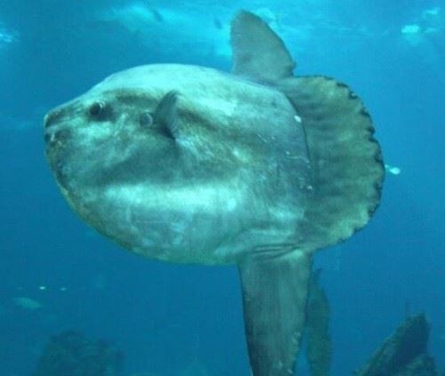 翻车鱼的死法太残忍了 内心太脆弱自己被自己吓死谣言