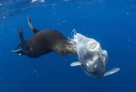 翻车鱼的死法太残忍了 内心太脆弱自己被自己吓死谣言