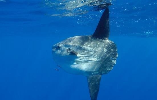 翻车鱼的死法太残忍了 内心太脆弱自己被自己吓死谣言