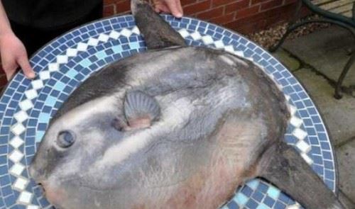 翻车鱼的死法太残忍了 内心太脆弱自己被自己吓死谣言