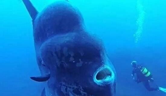 翻车鱼的死法太残忍了 内心太脆弱自己被自己吓死谣言