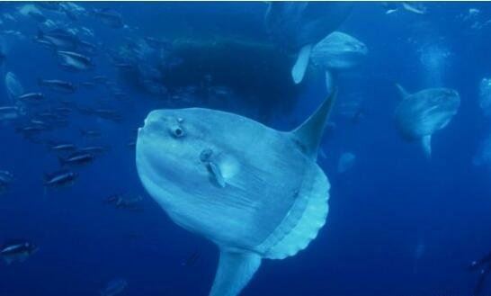 翻车鱼的死法太残忍了 内心太脆弱自己被自己吓死谣言