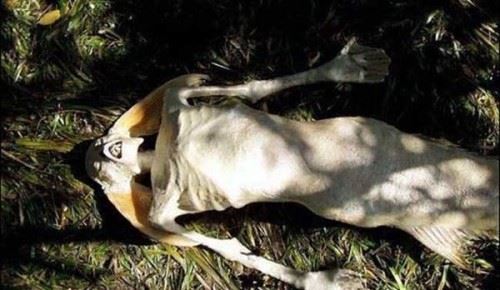 黑鳞鲛人灭绝了么 美人鱼是真实存在的吗
