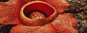 食人花吃人吗？鲜血灌溉食人花（内附食人花图片）