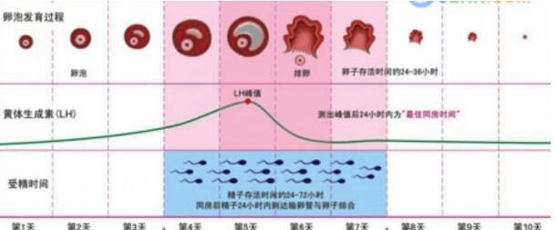 女性安全期是哪几天？前3后2比较保险(绝对安全期为月经期)