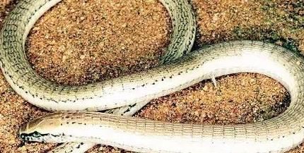 男子家中爬进2米长蛇 全球​最恐怖十大毒蛇排行榜