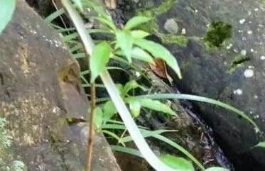 男子家中爬进2米长蛇 全球​最恐怖十大毒蛇排行榜