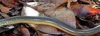 男子家中爬进2米长蛇 全球​最恐怖十大毒蛇排行榜