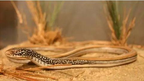 男子家中爬进2米长蛇 全球​最恐怖十大毒蛇排行榜