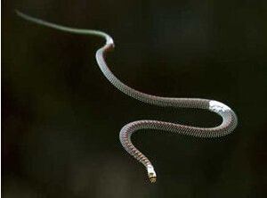 男子家中爬进2米长蛇 全球​最恐怖十大毒蛇排行榜