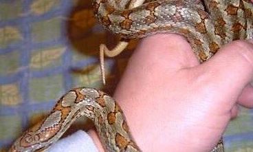 男子家中爬进2米长蛇 全球​最恐怖十大毒蛇排行榜