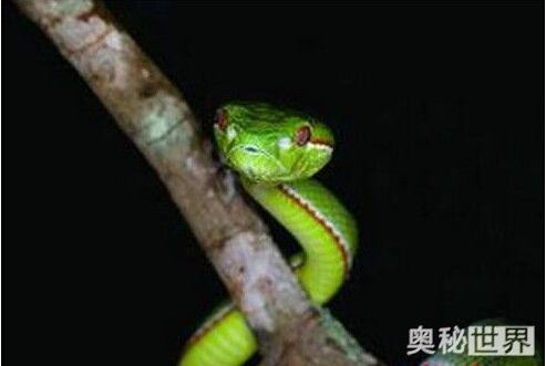 男子家中爬进2米长蛇 全球​最恐怖十大毒蛇排行榜